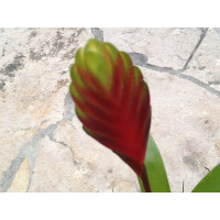 Guzmania rainbow (bromelie)