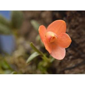 Dendrobium cuthbertsonii
