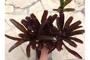 Neoregelia purple red clump (4-5 Bromelien)