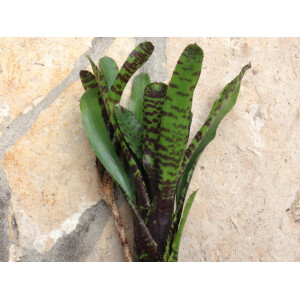 Neoregelia ampullacea purple (bromelie)