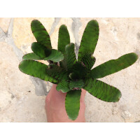 Neoregelia ampullacea purple (bromelie)