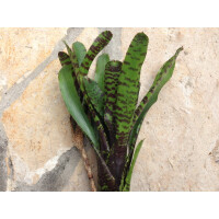 Neoregelia ampullacea purple (bromelie)