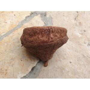 Chapeuzino Nuss aus Südamerika