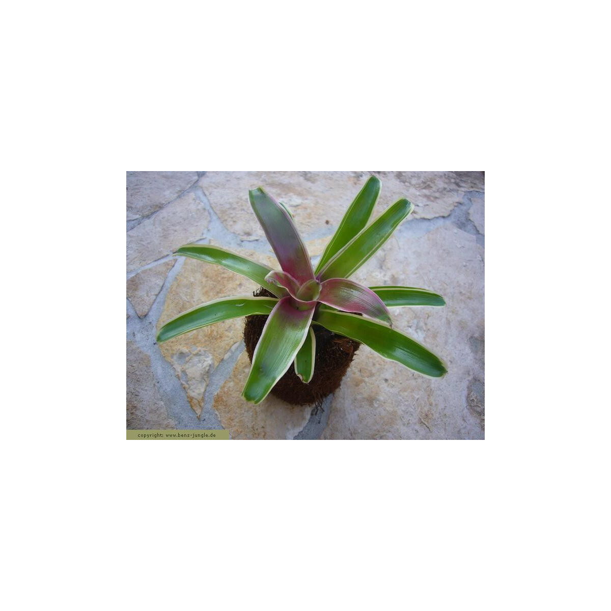 Neoregelia fireball mini in Xaximtopf box