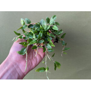 Microgramma vaccinifolium