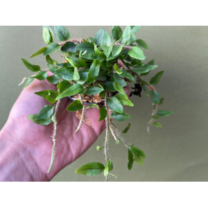 Microgramma vaccinifolium