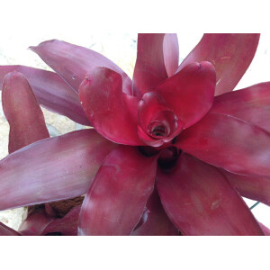 Neoregelia high red ANGEBOT 3 Stück