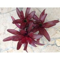 Neoregelia high red ANGEBOT 3 Stück