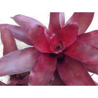 Neoregelia high red ANGEBOT 3 Stück