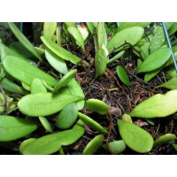 Pyrrosia piloselloides