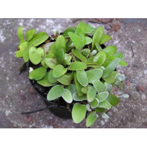 Pyrrosia nummularifolia