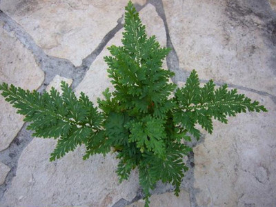 Selaginella spec. Mittelamerika