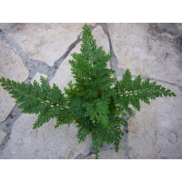 Selaginella spec. Mittelamerika