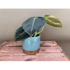 Philodendron melanochrysum