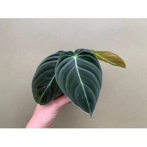 Philodendron melanochrysum