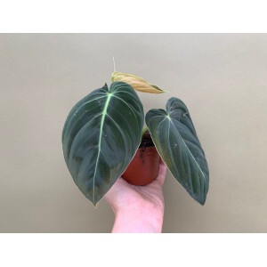 Philodendron melanochrysum