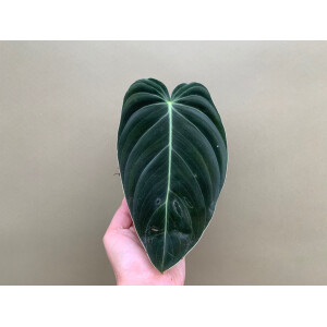 Philodendron melanochrysum