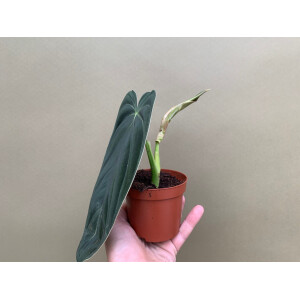 Philodendron melanochrysum