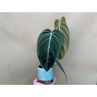 Philodendron melanochrysum