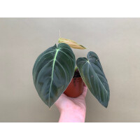 Philodendron melanochrysum