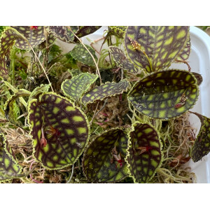 Lepanthes calodictyon