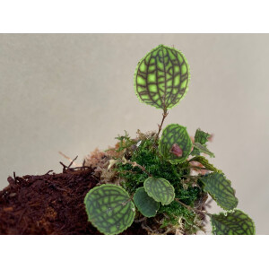 Lepanthes calodictyon