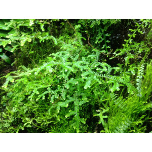 Selaginella spec. Bocas del Torro (Panama) NEU