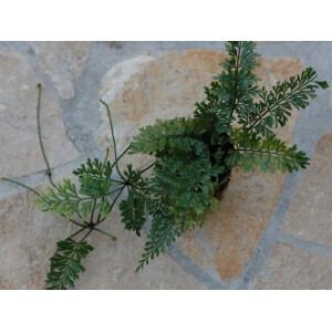 Asplenium fissum