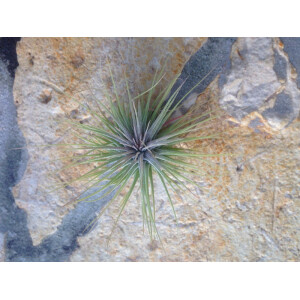 Tillandsia ionantha