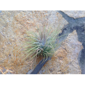 Tillandsia ionantha
