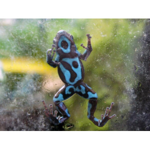 Dendrobates auratus Bronze "Birkhahn"