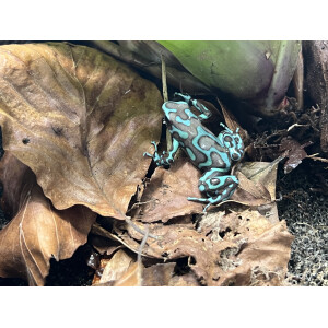 Dendrobates auratus Bronze "Birkhahn"
