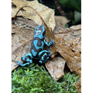 Dendrobates auratus Bronze "Birkhahn"