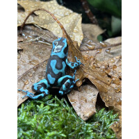 Dendrobates auratus Bronze "Birkhahn"