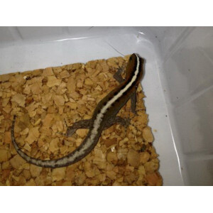 Zuchtpaar Gonatodes vittatus