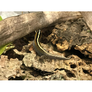 Zuchtpaar Gonatodes vittatus