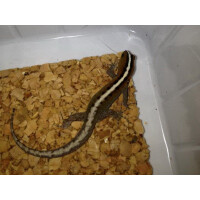 Zuchtpaar Gonatodes vittatus