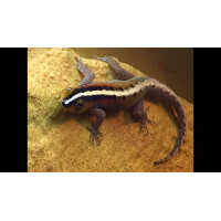 Zuchtpaar Gonatodes vittatus