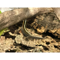 Zuchtpaar Gonatodes vittatus