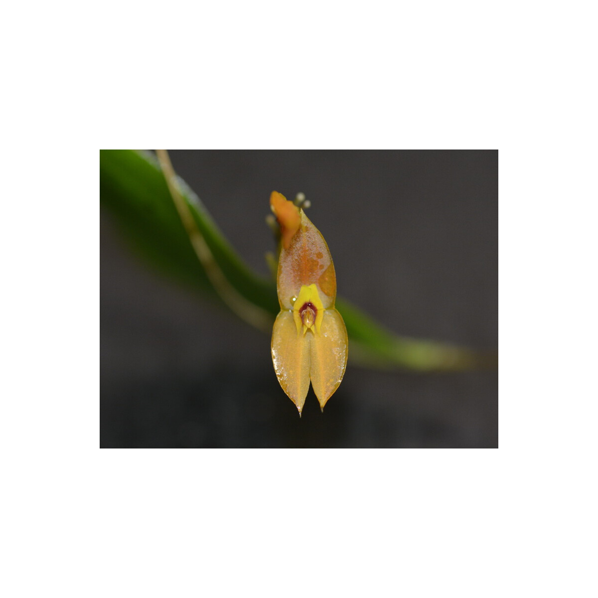 Lepanthes ophelma box