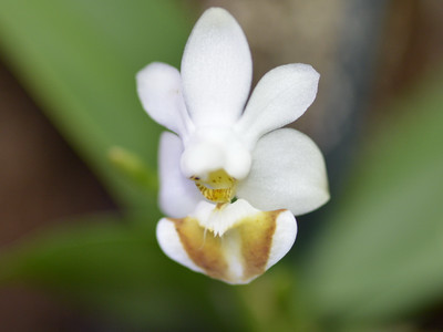 Phalaenopsis lobbii 