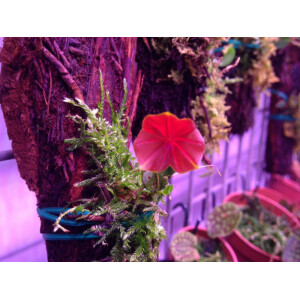 Angebot Lepanthes telipogoniflora