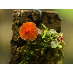 Angebot Lepanthes telipogoniflora