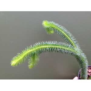 Lycopodium squarrosum