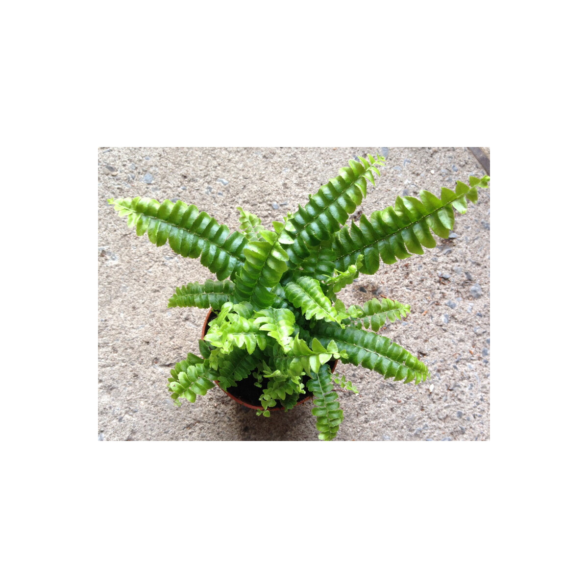 Nephrolepis spec. Panama