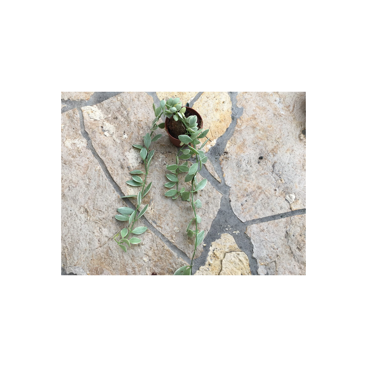 Dischidia oiantha white diamond variegata