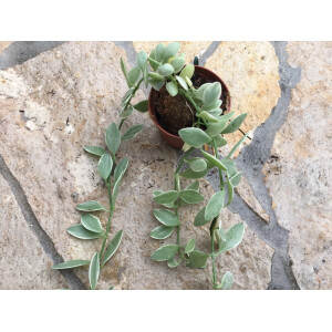 Dischidia oiantha white diamond variegata