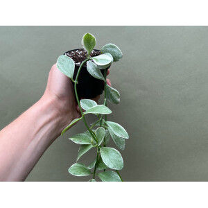 Dischidia oiantha white diamond variegata