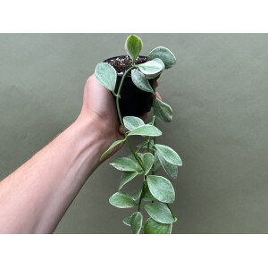 Dischidia oiantha white diamond variegata