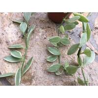 Dischidia oiantha white diamond variegata